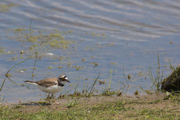 Flussregenpfeifer (Charadrius dubius) 