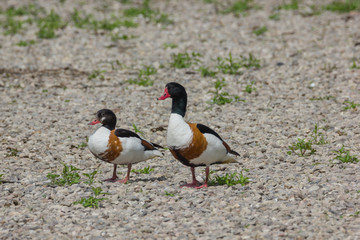 Brandgans am Steinstrand