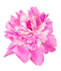pink peony flower bloom isolated on white