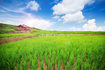 Landscape of Thai rice field with nice blue sky