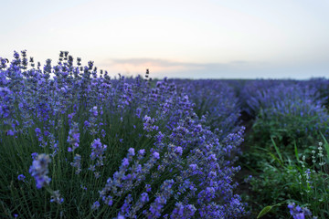 Photo of purple flowers in a lavender field in bloom at sunset, moldova