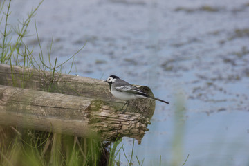 Bachstelze in der Natur