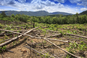 Deforestation. Rainforest is cleared for palm oil industry. Borneo, Malaysia