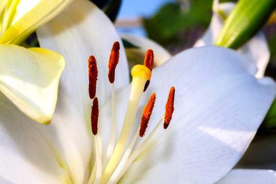 White lily closeup