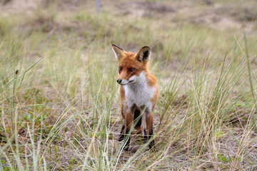 Fototapeta premium A fox standing in the dunes