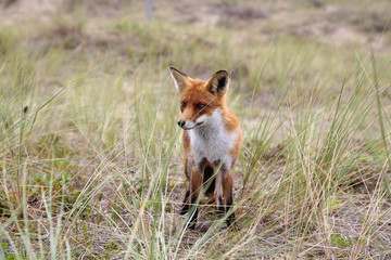 A fox standing in the dunes