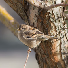 sparrow close up