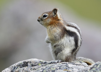 Naklejka na ściany i meble Golden-mantled Ground Squirrel - Jasper National Park, Canada
