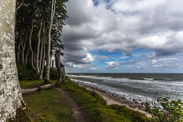 Küstenwald an der Ostsee
