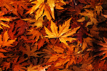 Autumn leaves