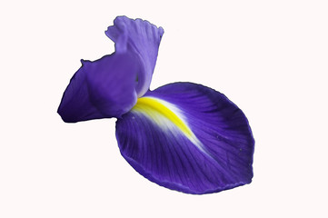 Blue iris on white background isolated .