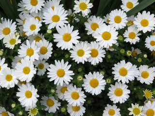 white daisy flower texture background