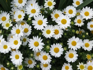 Fototapete Gänseblümchen white daisy flower texture background
