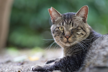 ７月ののらねこ
