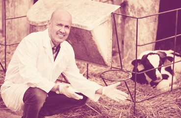 Fototapeta premium Positive smiling senior vet taking care of newborn calf