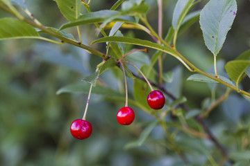 Red cherries on a green background