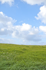 Fototapeta na wymiar 空と草原のコントラスト