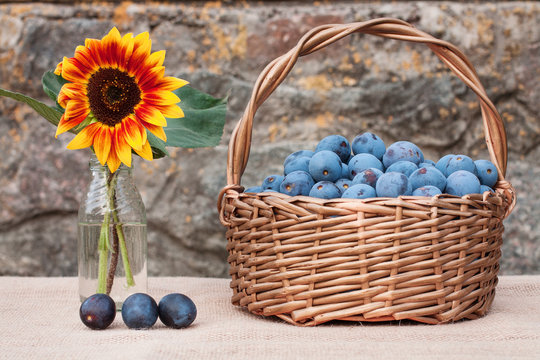 Basket of plums and sunflower