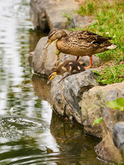 池に飛び込もうとしてる子ガモ
