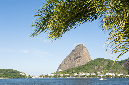 Scenic view of Sugarloaf Mountain framed by palm tree from the Aterro do Flamengo Beach in Rio de Janeiro, Brazil