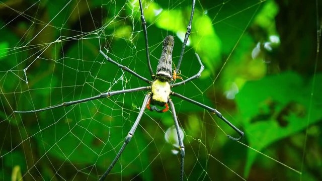 Mating pair of Golden Silk Orb Weaver spiders, with their bright colors, in the wild, in shifting selective focus. Video 4k