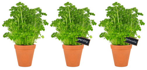 row of parsley herbs in pot / Reihe Petersilie Kräuter Pflanzen in Topf