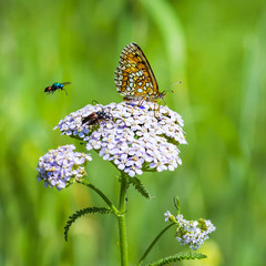 The reddish Checkered butterfly( Melitaea aurelia ), Yarrow flower ( Achillea millefolium )