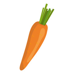 Fresh vegetable isolated icon design, healty food concept vector illustration.