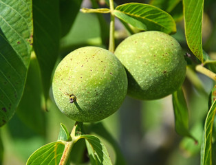 Green walnuts close-up