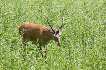 Damwild (dama dama)