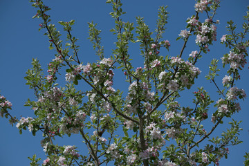 Weiß rosa Apfelblüten