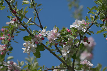 Weiß rosa Apfelblüten