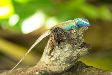 The Chameleon climbing on the dired timber.