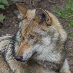 Wolf (canis lupus)