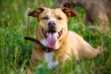 Beautiful red dog in leather collar lying in the grass on a sunny summer day