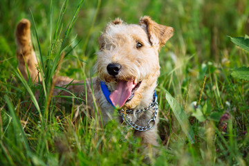 Lakeland Terrier Dog walking through the tall grass in the field on a summer day