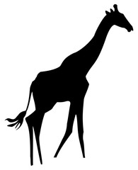 Obraz premium giraffa