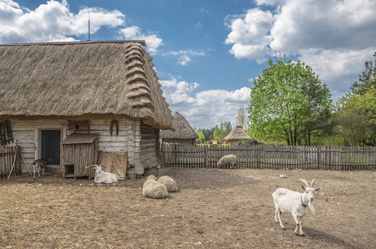 wiejska zagroda ze zwierzętami 