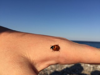 uğur böceği elin üzerinde