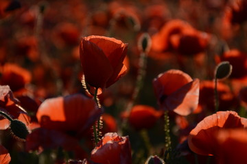 Flowering poppies in the rays of the setting sun!