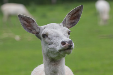 Blesswild (cervus elaphus)