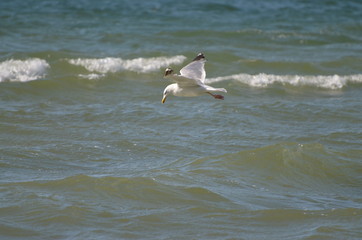 Erholung und Entspannung bei Wellen und Möwen: Mütter, Töchter, Spiele und Lagerfeuer am Strand und am Hafen