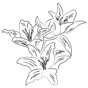 Lily with bud outline sketch vector