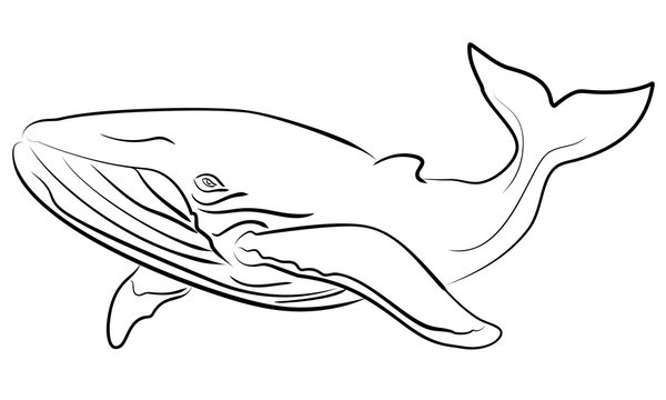 Vector hand drawn sketchy illustration whale