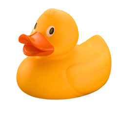 Yellow rubber duck on white background