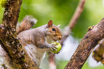 Brown squirrel chews apples sitting in a tree