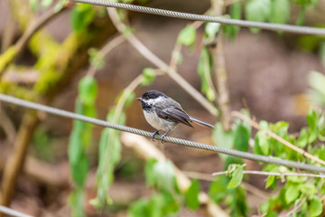The gray bird sitting on a metal wire in a forest