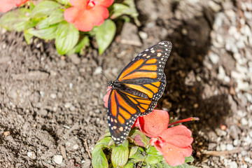 Fototapeta na wymiar Black, orange, and white pattern of the monarch butterfly. The butterfly sits on a green leaf of a flower on earth background