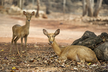deer family in outdoor zoo