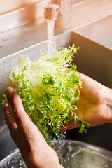 Male hands wash frisee. Water flowing onto frisee. Special ingredient for tasty salad. Natural food...